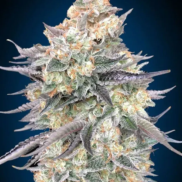 Auto Blue Dream Feminised Cannabis Seeds | OO Seeds