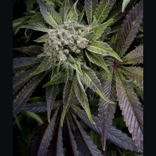 Auto Blue Pyramid Feminised Cannabis Seeds | Pyramid Seeds