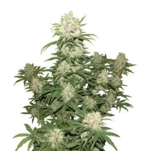 Blueberry Auto Feminised | Concrete Jungle Seeds