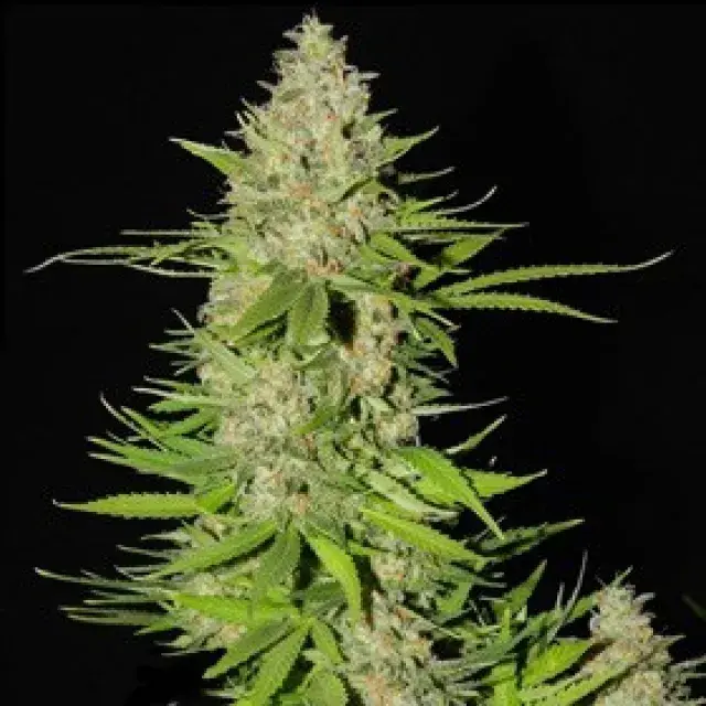 Blueberry Gum #2 Feminised Cannabis Seeds | G13 Labs