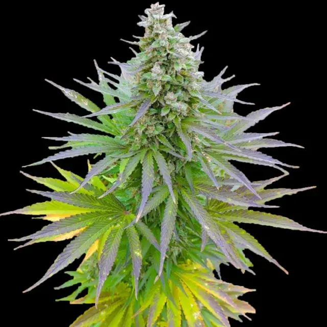 Blueberry Gum Feminised Cannabis Seeds
