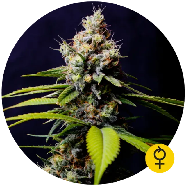 Blueberry 420 Auto Feminised Cannabis Seeds | Bulldog Seeds