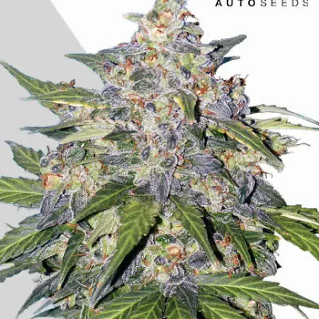 Blueberry Auto Cannabis Seeds | Auto Seeds.