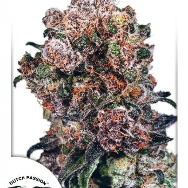 Blueberry Feminised Cannabis Seeds | Dutch Passion 