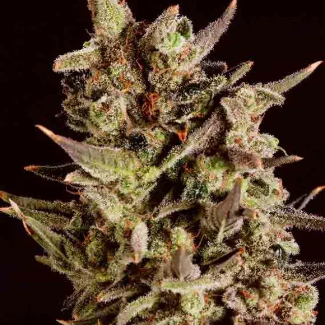 BLUEBERRY HEADBAND x SCBDX Feminised Cannnabis Seeds
