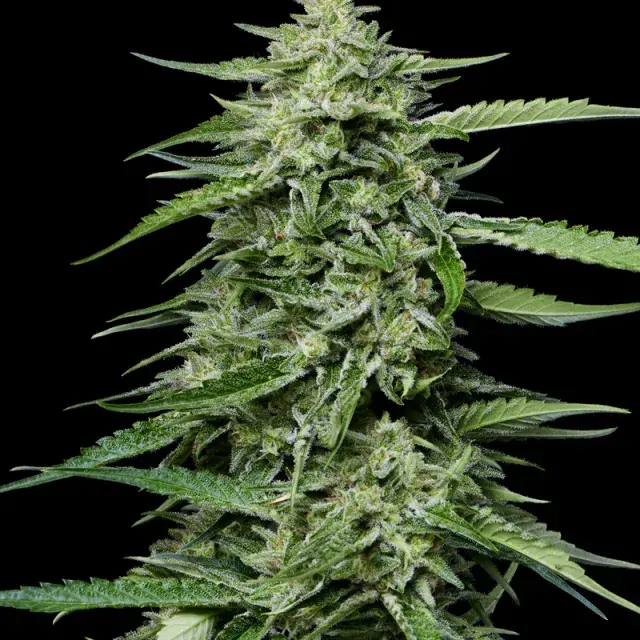 Blueberry Honey Feminised Cannabis Seeds - Humboldt Seed Company