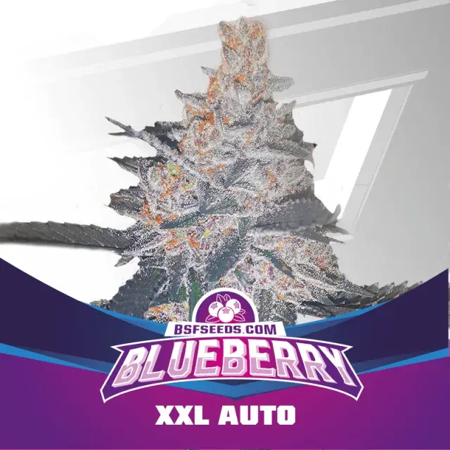 Blueberry XXL Auto  Feminised Cannabis Seeds - BSF Seeds Feminised Cannabis Seeds - BSF Seeds