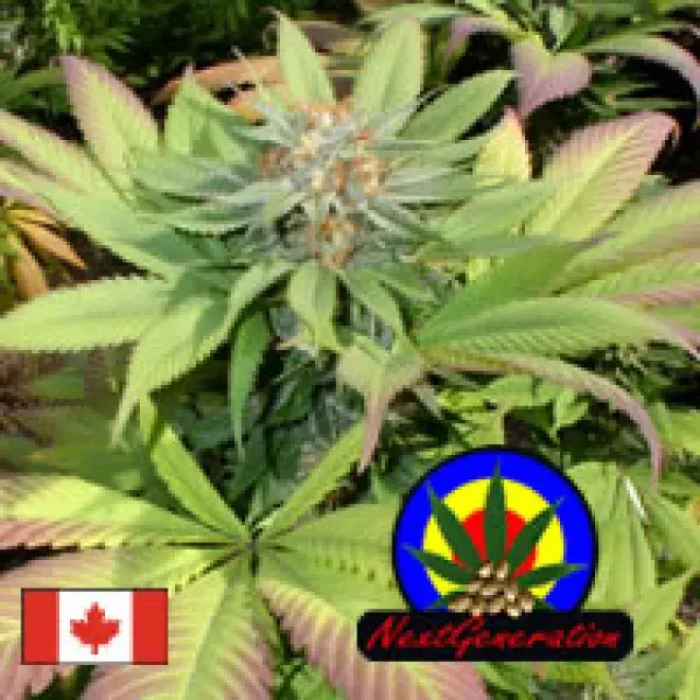 Blueberry Punch Regular Cannabis Seeds | Next Generation Seeds