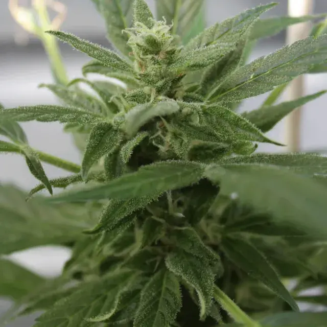 Bluetooth Auto Feminised Cannabis Seeds | Cream Of The Crop