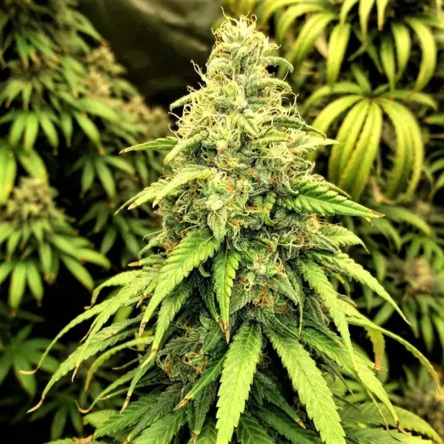 Blutonium Mass Feminised Cannabis Seeds | Critical Mass Collective Seeds