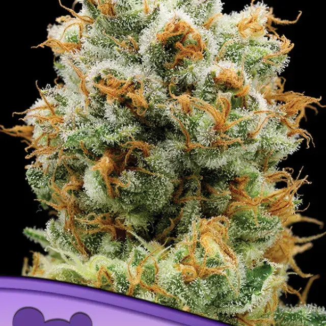 Bola Mintz Feminised Cannabis Seeds - Anesia Seeds