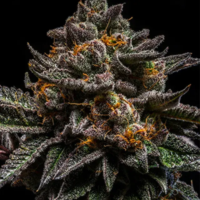 Brain Cake Feminised Cannabis Seeds | Ripper Seeds