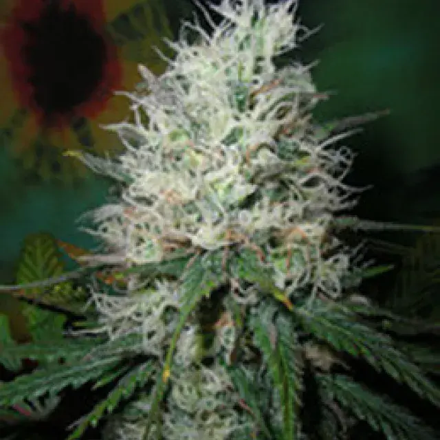 Afghani Dream Auto Feminised Cannabis Seeds | British Columbia 