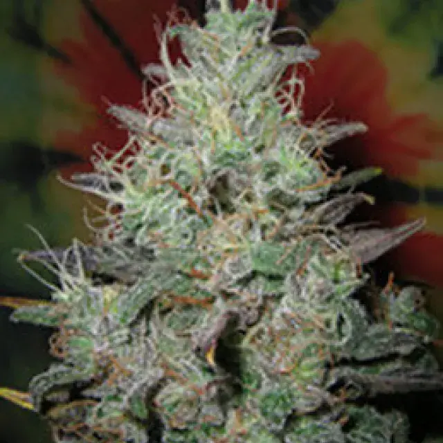 Big Blue Regular Cannabis Seeds | British Columbia 