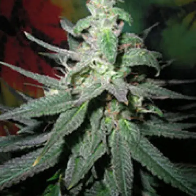 Blaze Regular Cannabis Seeds | British Columbia 