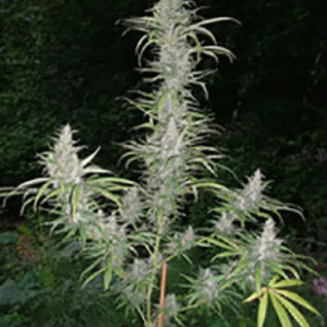 Cali Miss Regular Cannabis Seeds | British Columbia 