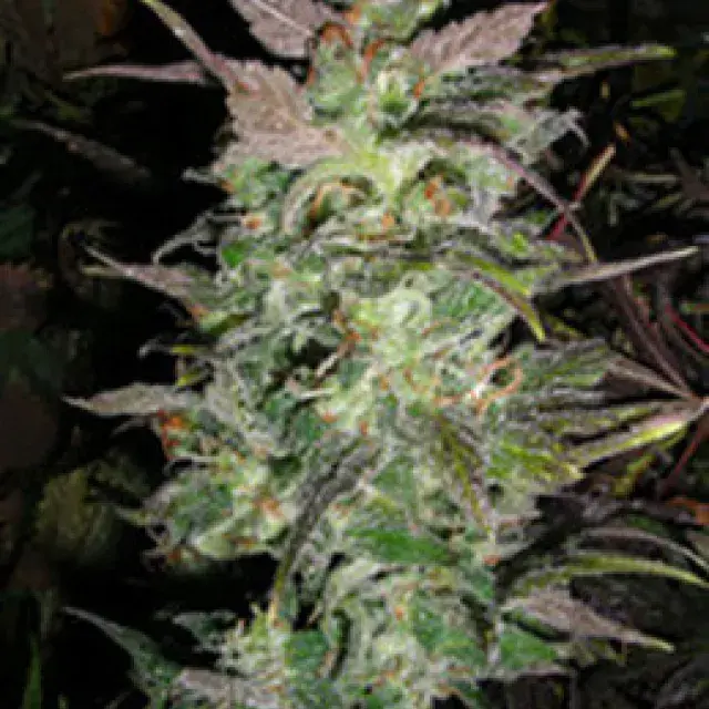 Couchlock Regular Cannabis Seeds | British Columbia 