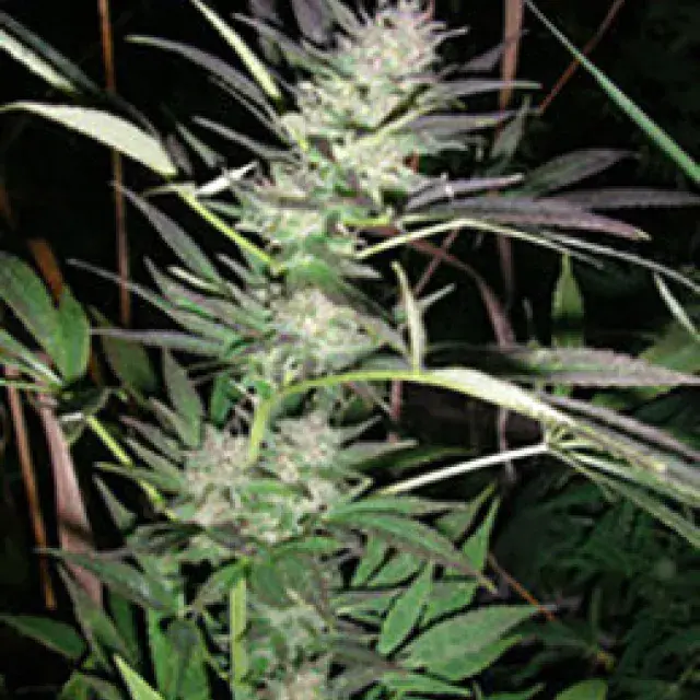 Purple Lightning Feminised Cannabis Seeds | British Columbia Seeds