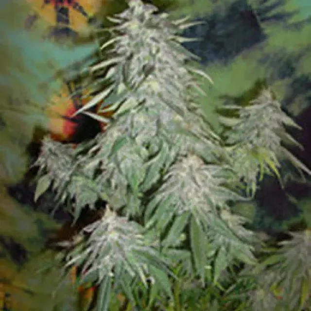 Super Kush Feminised Cannabis Seeds | British Columbia 