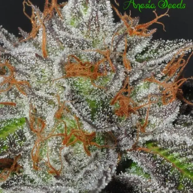 Bruce Banner #3 Feminised Cannabis Seeds - Anesia Seeds