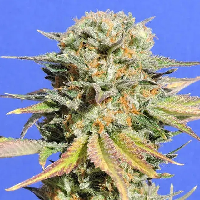 Bruce Banner #3 Feminised Cannabis Seeds | Original Sensible Seeds