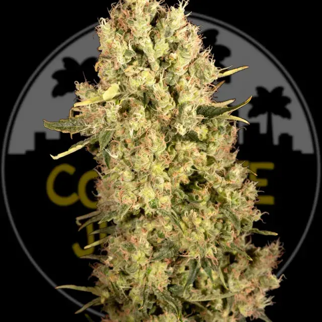 Bruce Banner Feminised | Concrete Jungle Seeds