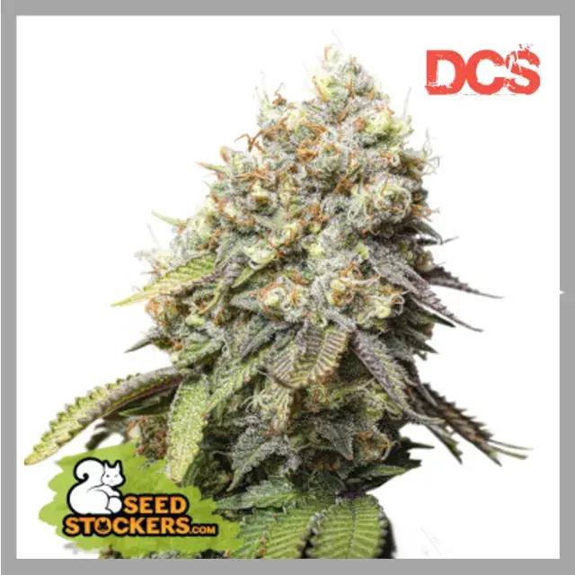 Bruce Banner Feminised Seeds | Seed Stockers