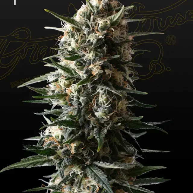 Bubba Slush Feminised Cannabis Seeds | Green House Seeds