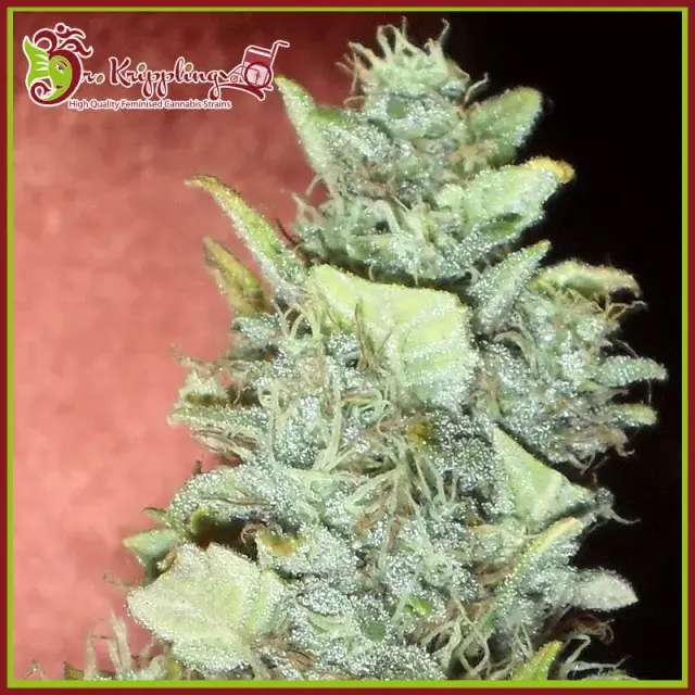 Bubba Gum Auto Feminised Cannabis Seeds | Dr Krippling 