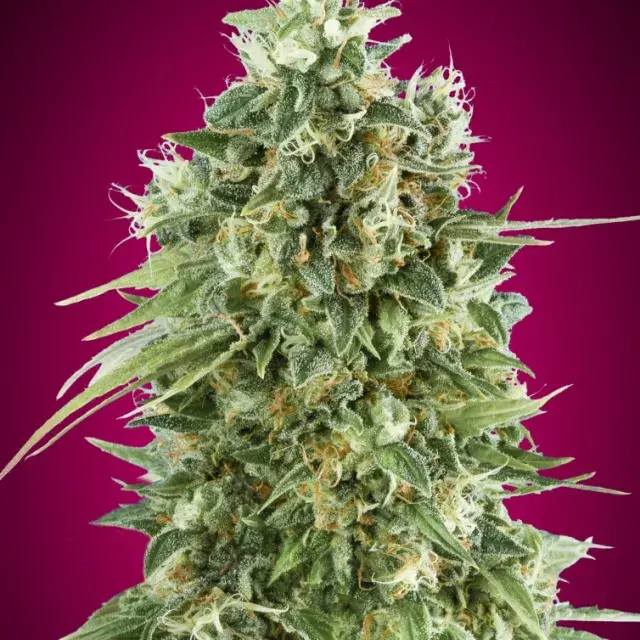 Bubble Gum CBD Feminised Cannabis Seeds | OO Seeds