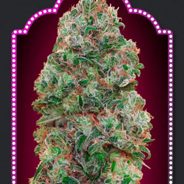 Bubble Gum Feminised Cannabis Seeds | OO Seeds  