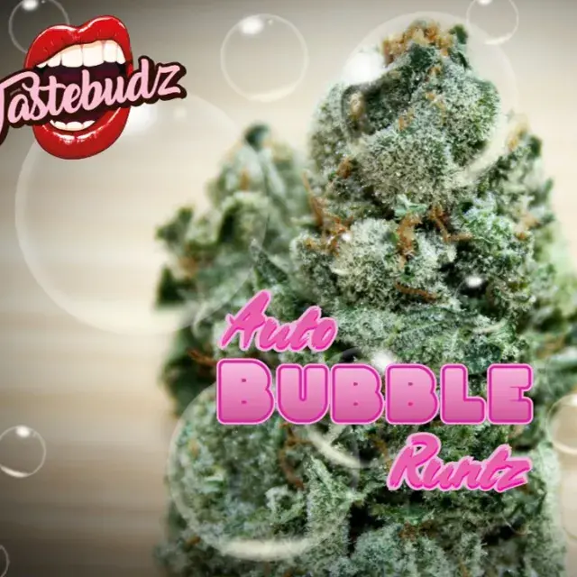 Bubble Runtz Auto Feminised Cannabis Seeds - Tastebudz.