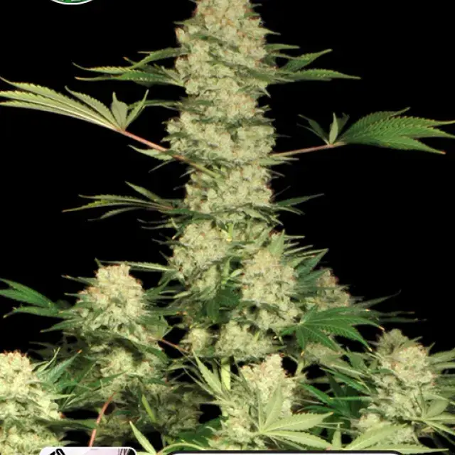 Bubblegum Auto Feminised Cannabis Seeds | Kera Seeds