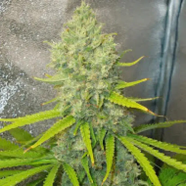 Bubblegun Feminised Cannabis Seeds | Spliff Seeds 