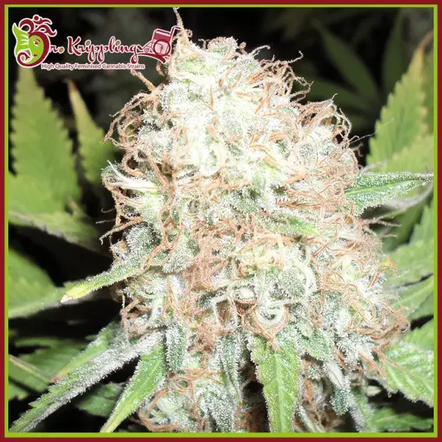Bud Bud Bling Tingz Feminised Cannabis Seeds | Dr Krippling