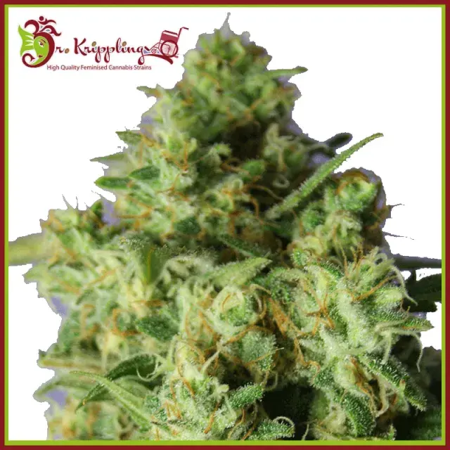 Bulk Smash Auto Feminised Cannabis Seeds | Dr Krippling 