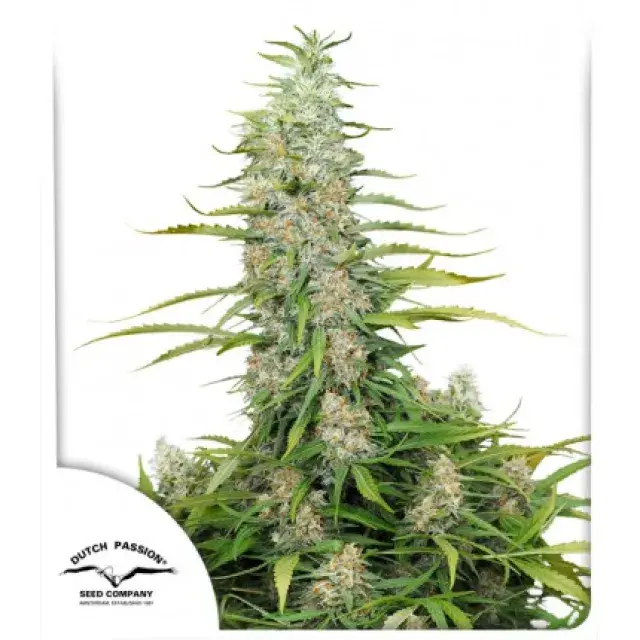 C-Vibez Feminised Cannabis Seeds | Dutch Passion 