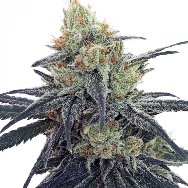 CBD #1 Feminised Cannabis Seeds | Ace Seeds