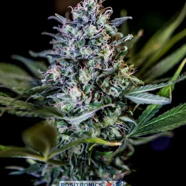 CBD Black Widow Feminised Cannabis Seeds | Positronics