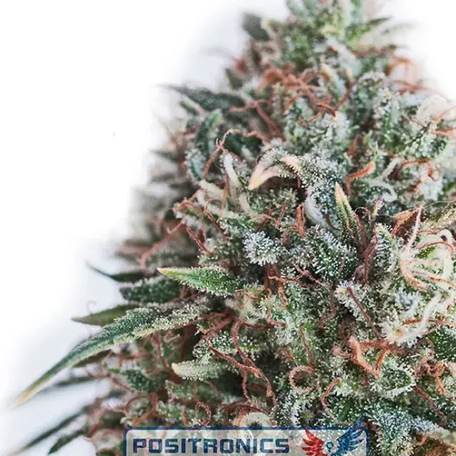 CBD Critical 47 Feminised Cannabis Seeds | Positronics