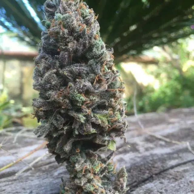 CBD Amnesia Feminised Cannabis Seeds | CBD Seeds