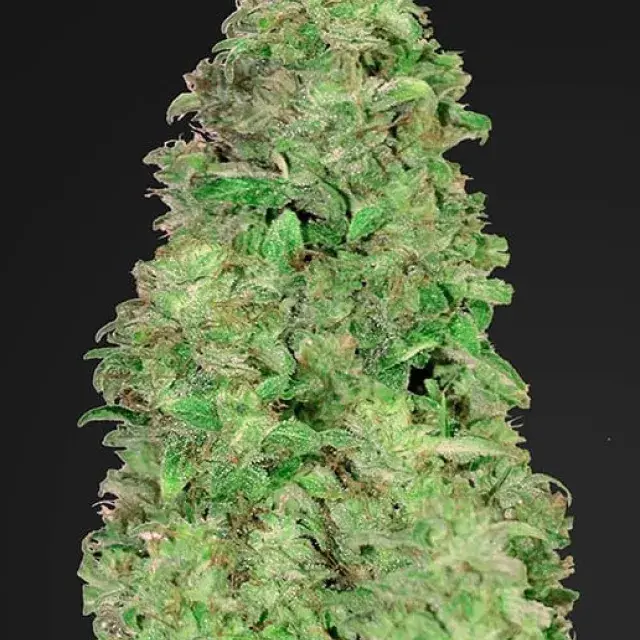 CBD Auto 20:1 Feminised Cannabis Seeds | Fast Buds
