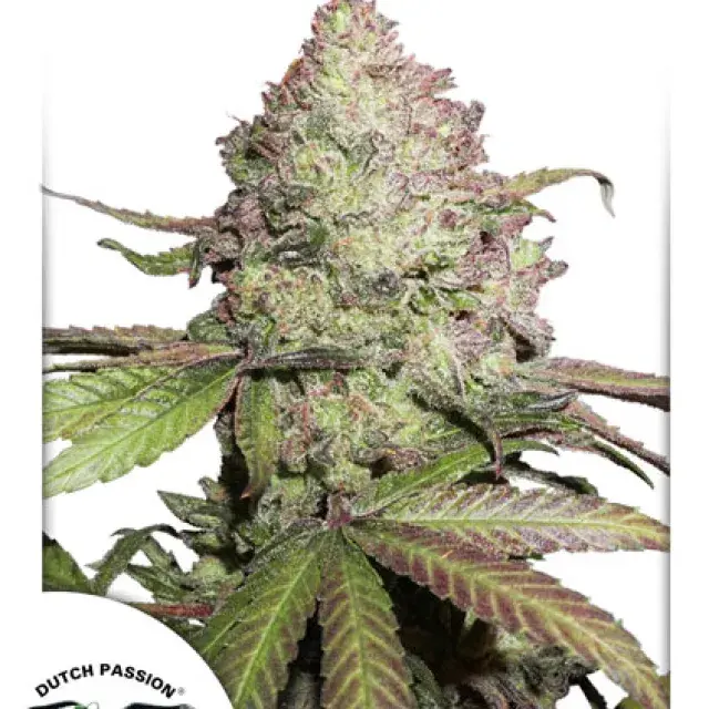 CBD Auto Charlotte's Angel Feminised Cannabis Seeds | Dutch Passion 