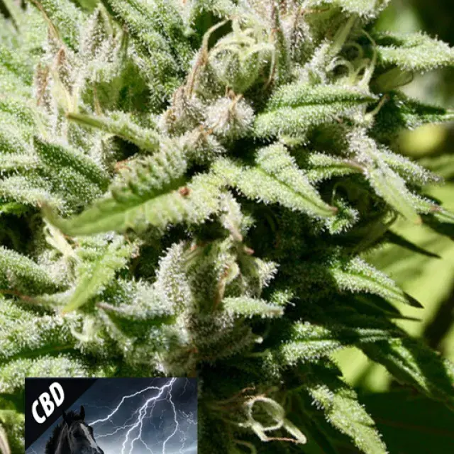 CBD Black Beauty Feminised Cannabis Seeds | Kera Seeds
