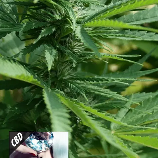 CBD Black Diamond Feminised Cannabis Seeds | Kera Seeds