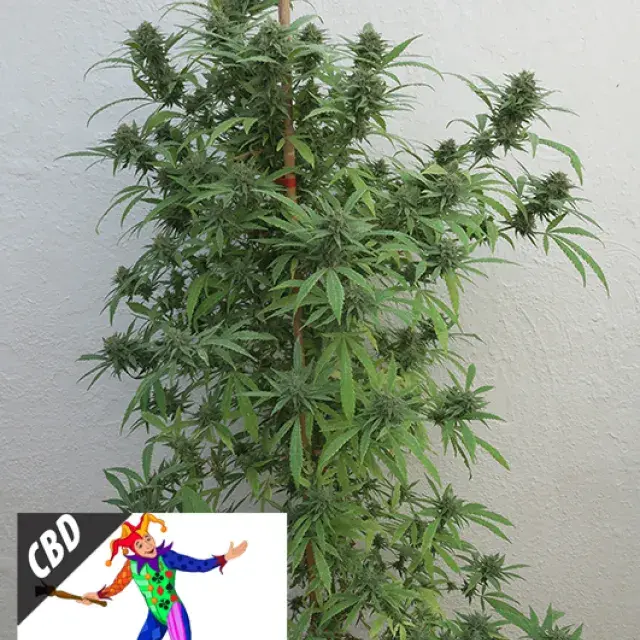 CBD Harlequin Feminsed Cannabis Seeds | Kera Seeds 