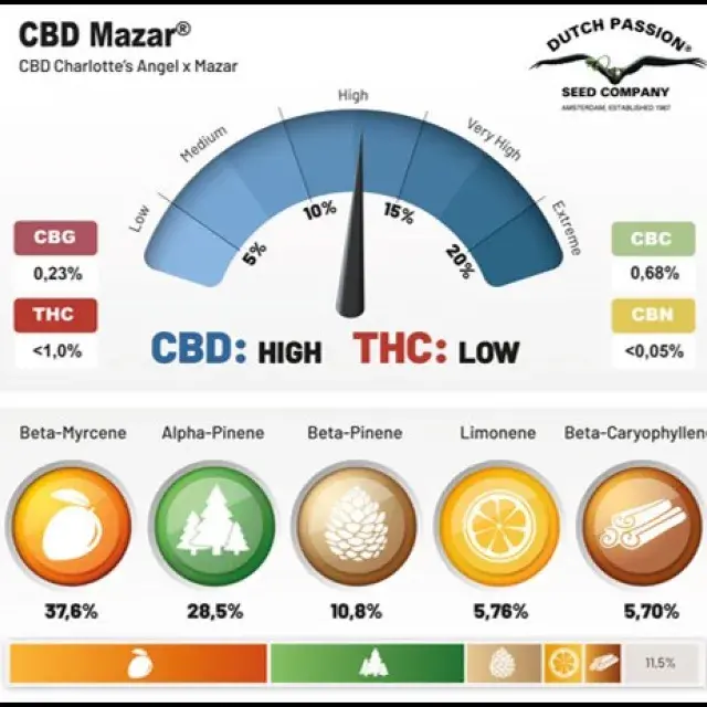 CBD Mazar Feminised Cannabis Seeds | Dutch Passion 