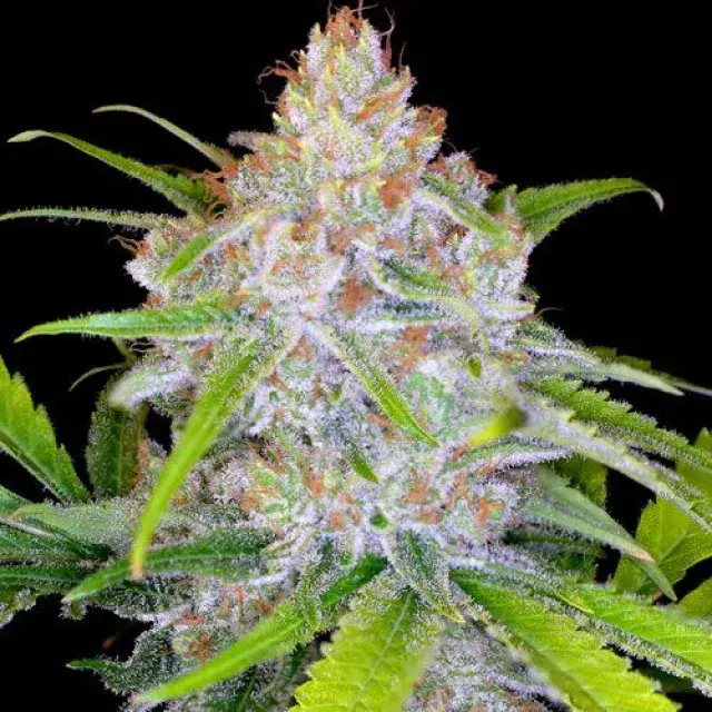 CBD Medi Kush Feminised Cannabis Seeds | Spliff Seeds 