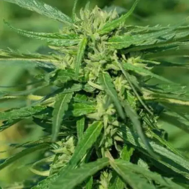 CBD Terra Italia 40:1 Feminised Cannabis Seeds – Female Seeds