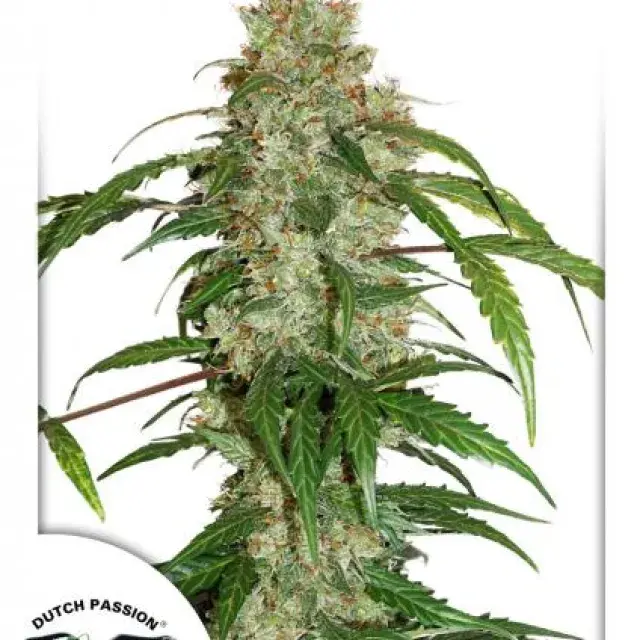 CBD Auto White Widow Feminised Cannabis Seeds | Dutch Passion